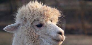 Czy wszy chodzą po głowie?