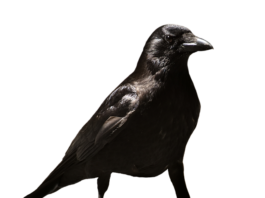 Jak załatwić zwolnienie od lekarza na studia?