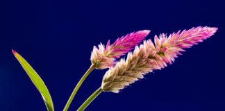 Czy grzebień elektryczny na wszy jest skuteczny?