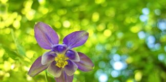 Czy kucharz musi mieć czepek?