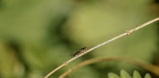 Czy wszy gryzą po ciele?